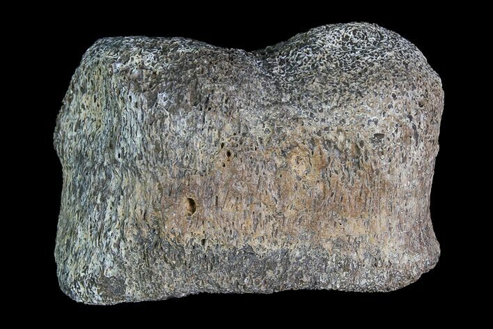 Ceratopsian Dinosaur Toe Bone - Alberta (Disposition #-) #92767